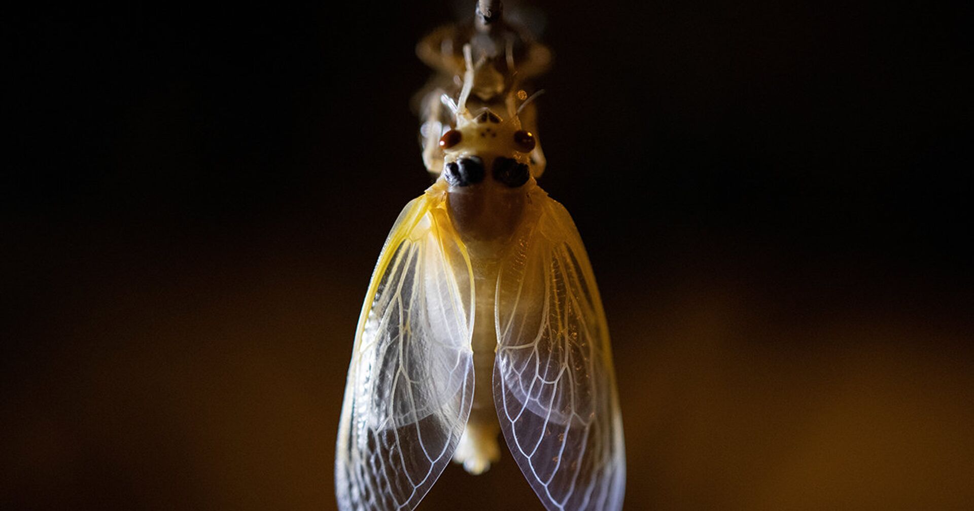 Взрослая цикада сушит крылья на дереве возле парка Рок-Крик в Вашингтоне - ИноСМИ, 1920, 30.05.2021