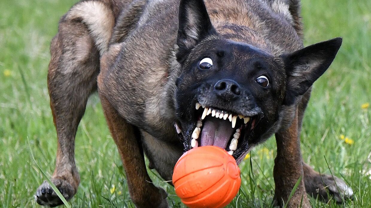 Собака хватает мяч
