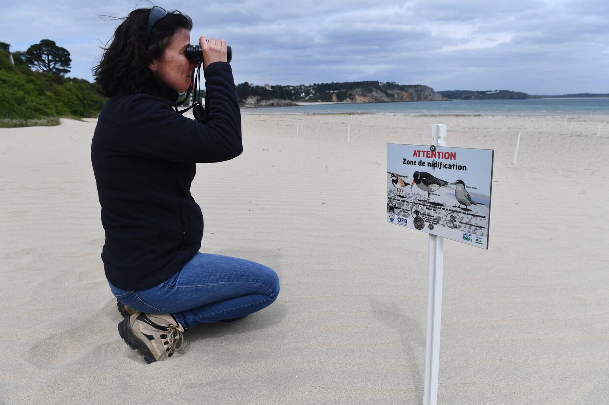 Сотрудник природного парка наблюдает за птицами на пляже Крозона, Франция