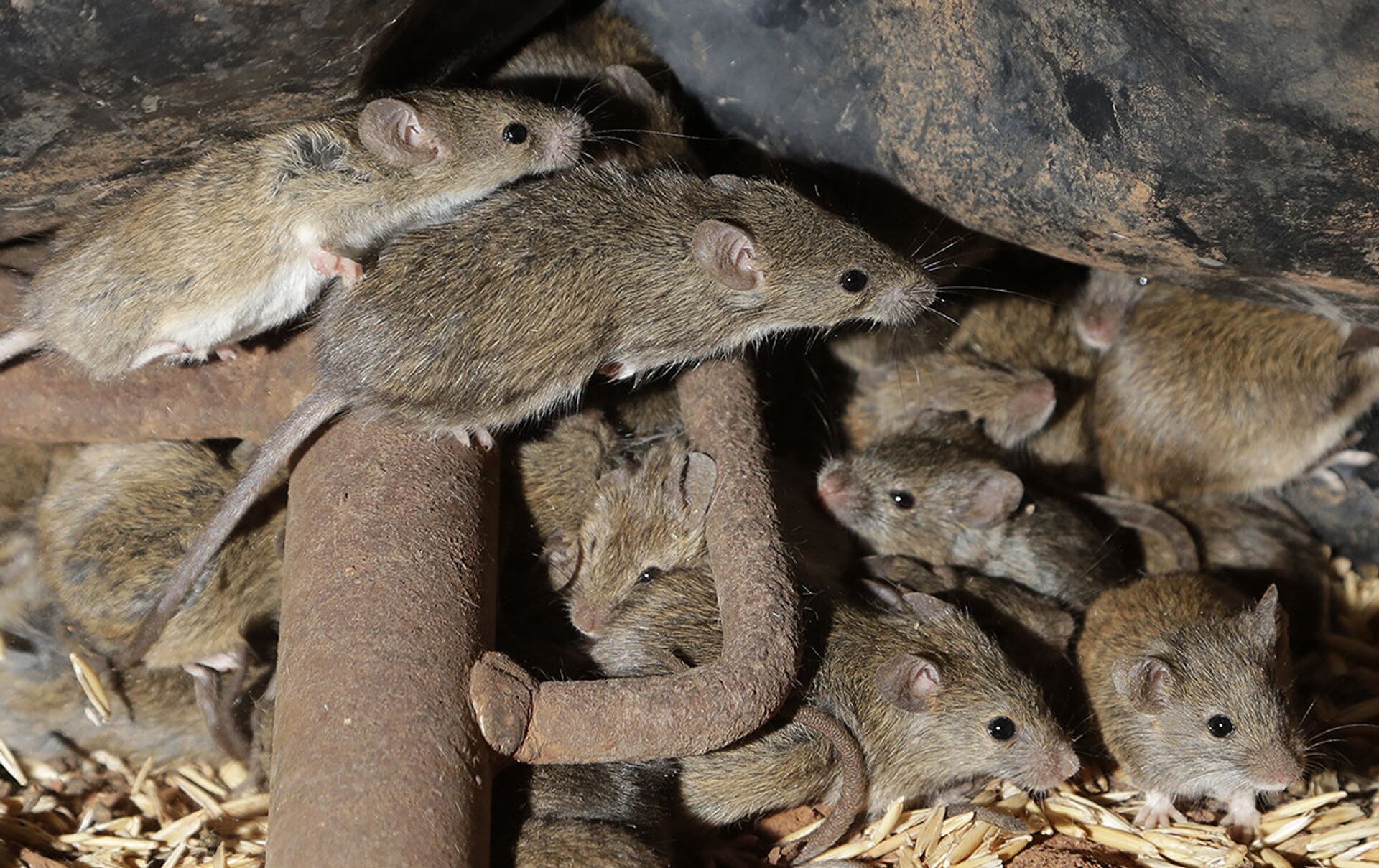 Мыши на ферме близ Тоттенхэма, Австралия - ИноСМИ, 1920, 16.06.2021