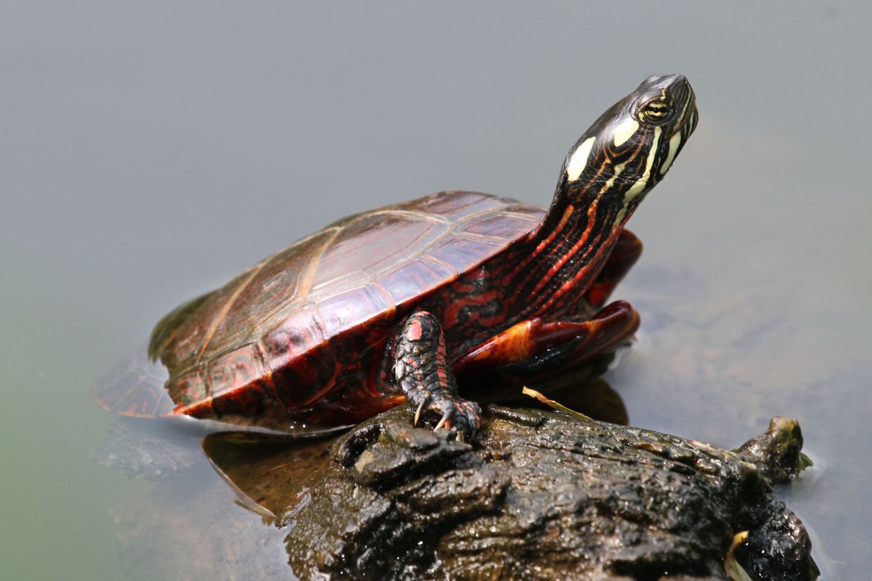 Расписная черепаха, подвид американских пресноводных черепах