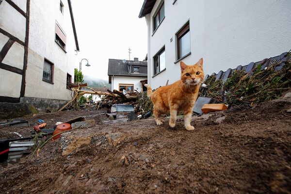 Кошка гуляет рядом с мусором, принесенным наводнением в Шульде