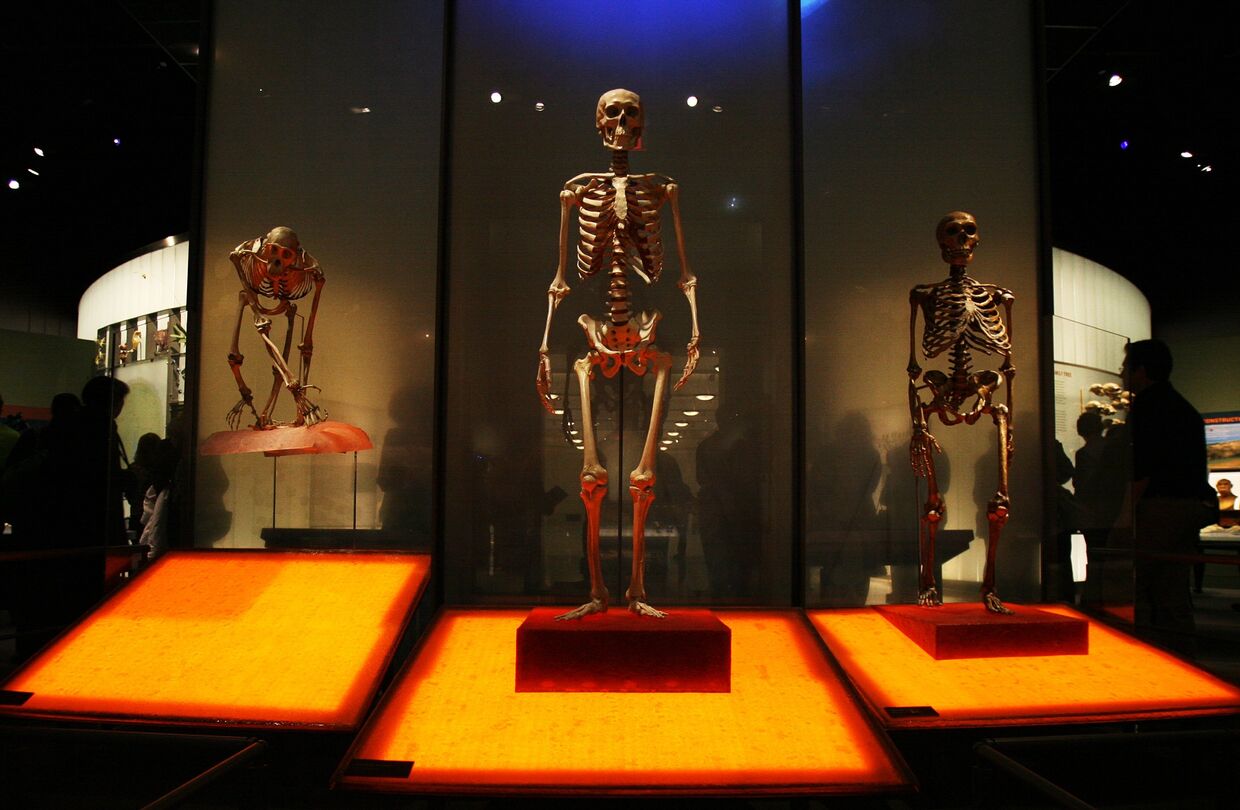 Скелеты шимпанзе, современного человека и неандертальца в Зале происхождения человека Американского музея естественной истории, Нью-Йорк, США