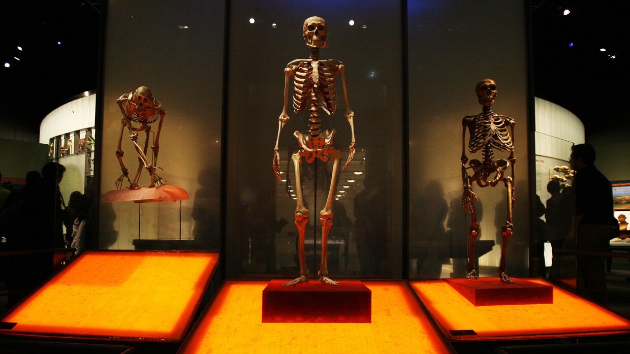 Скелеты шимпанзе, современного человека и неандертальца в Зале происхождения человека Американского музея естественной истории, Нью-Йорк, США