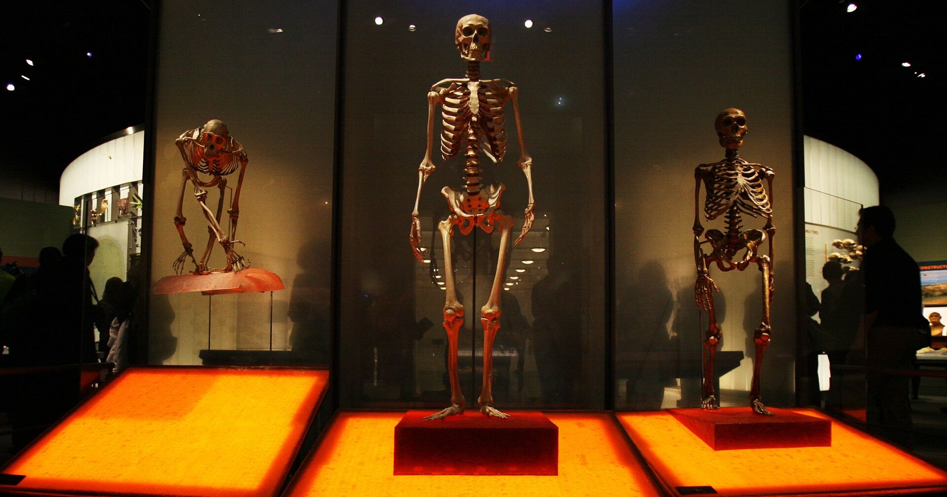 Скелеты шимпанзе, современного человека и неандертальца в Зале происхождения человека Американского музея естественной истории, Нью-Йорк, США - ИноСМИ, 1920, 31.07.2021