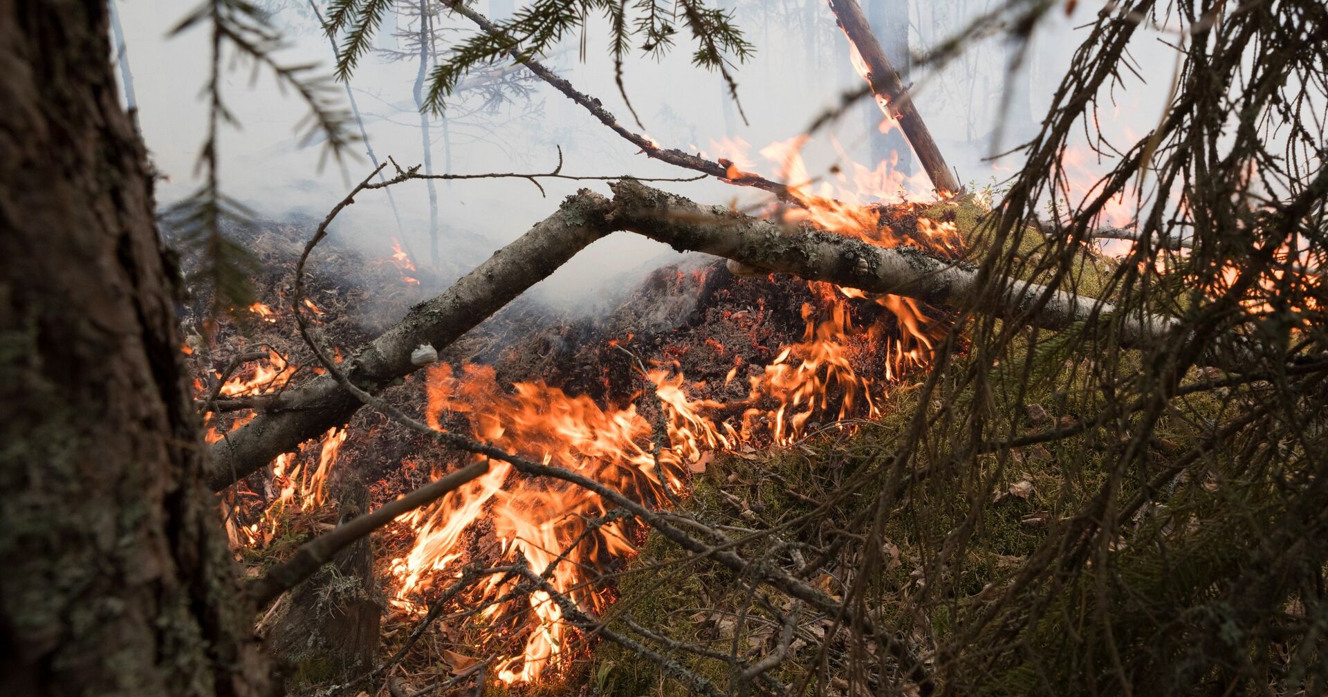 Природные пожары в Карелии - ИноСМИ, 1920, 28.07.2021
