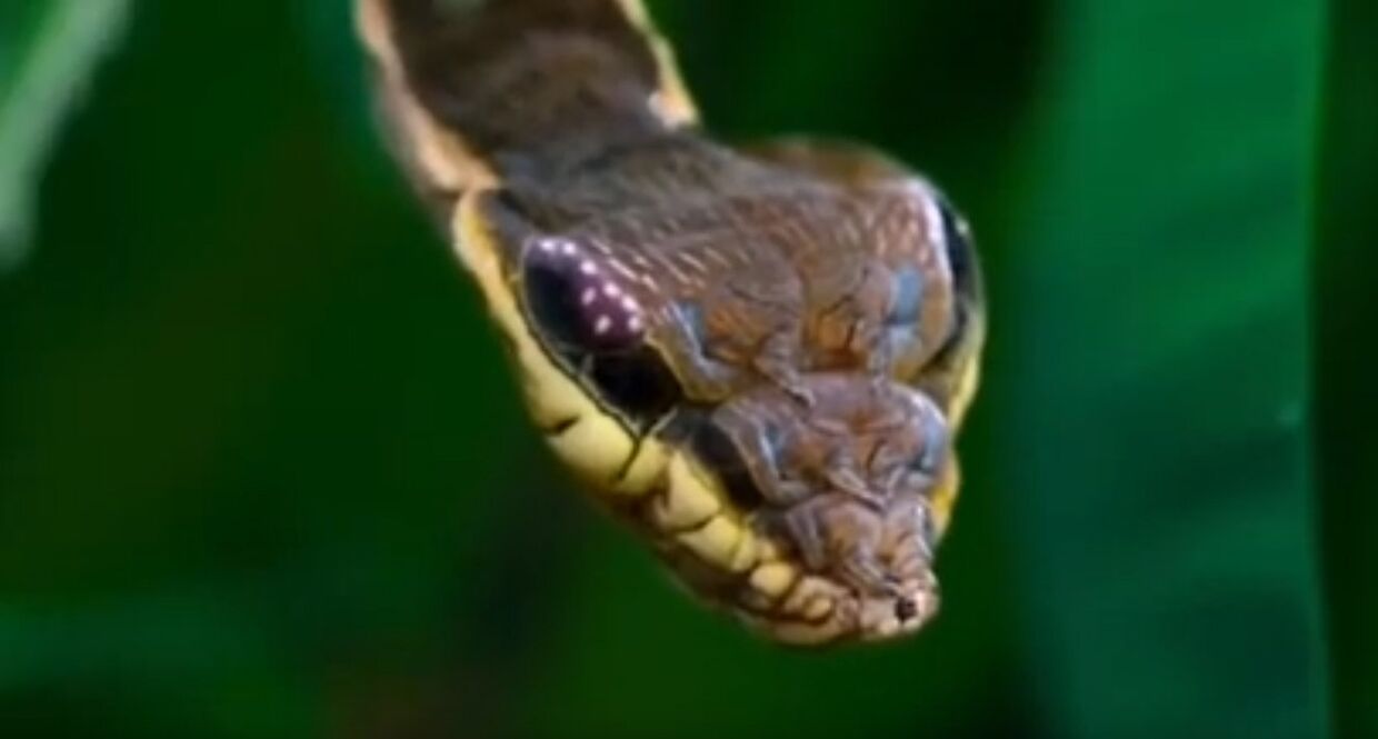 Личинка ястребиной моли увеличивает голову, имитируя змею
