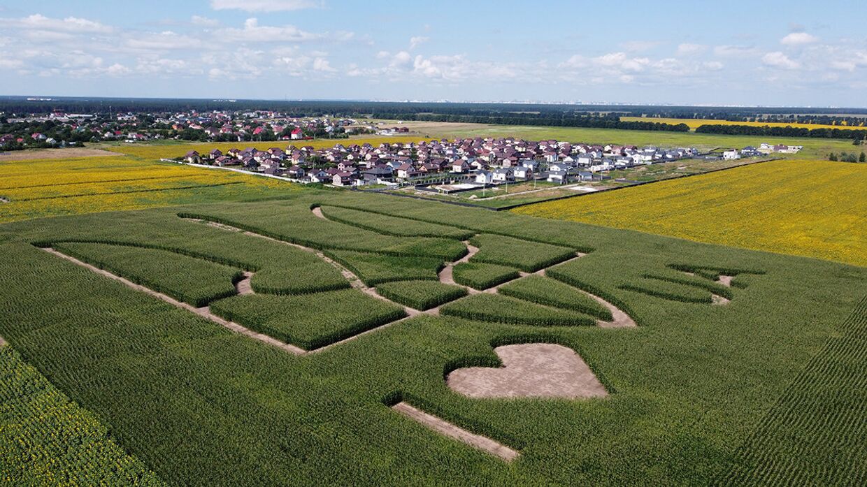 Герб Украины на кукурузном поле недалеко от Киева