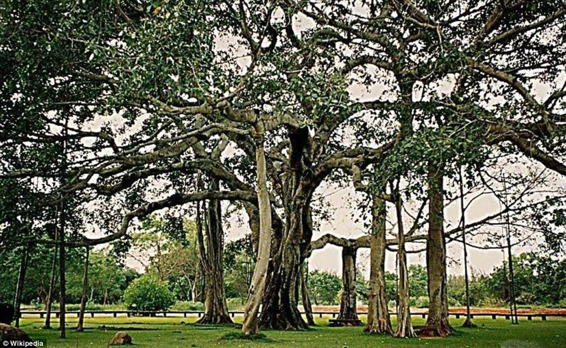 Дерево «Тиммамма Марриману» - ИноСМИ, 1920, 21.08.2021