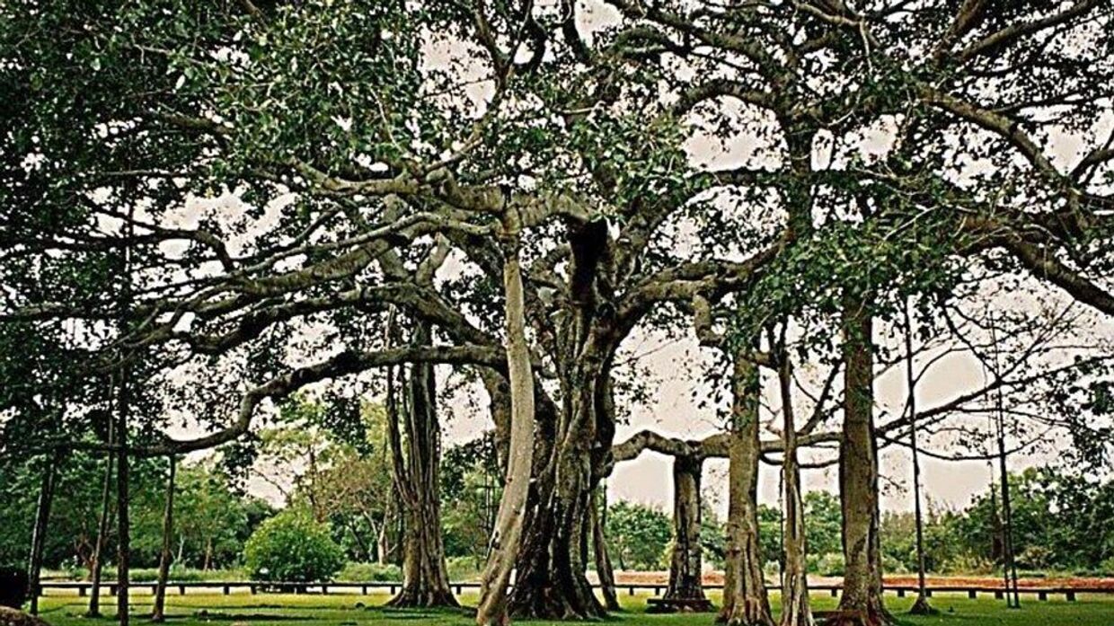 Дерево «Тиммамма Марриману»