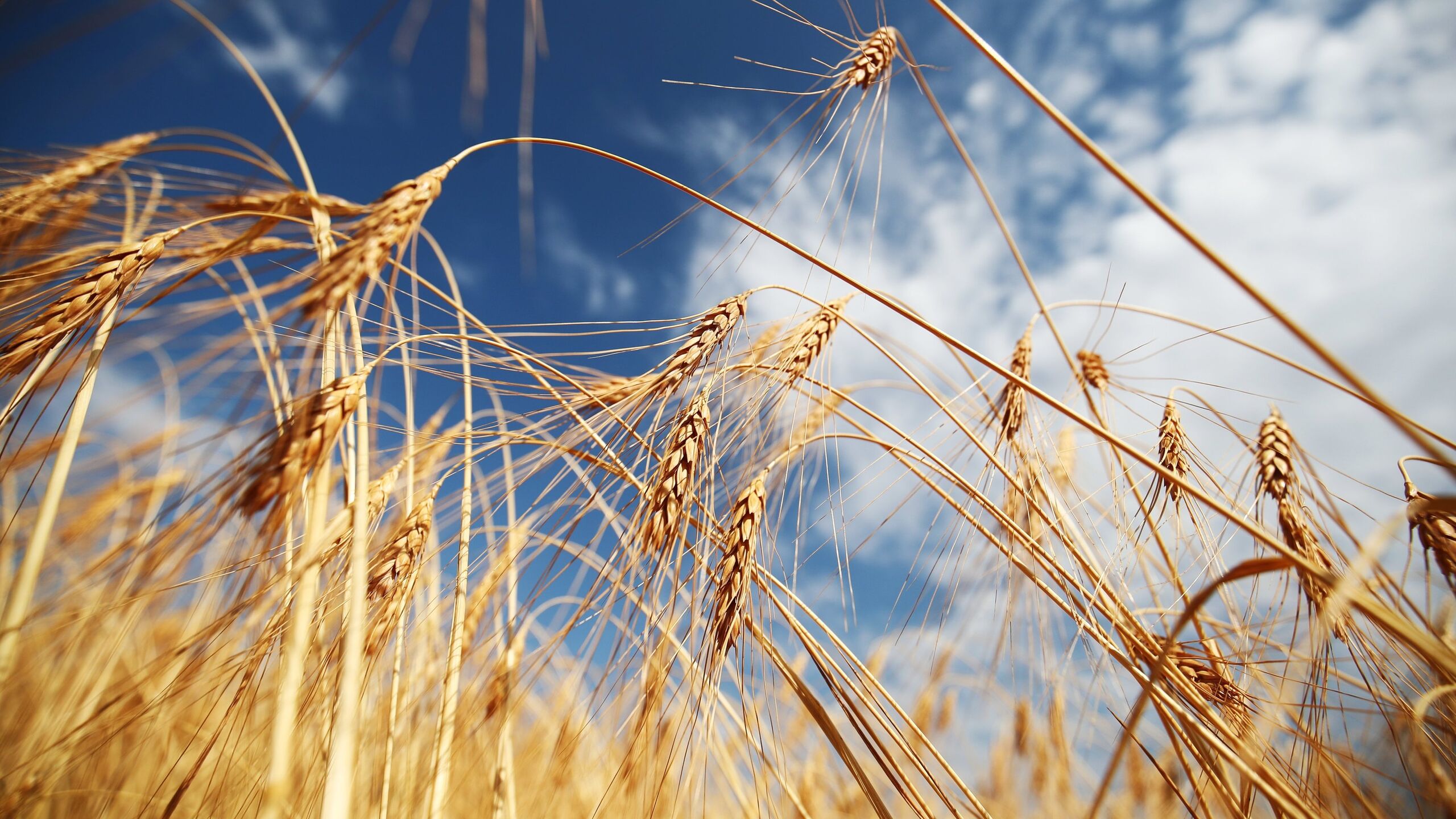 Почему зерно украины. Россия пшеница. Урожай пшеницы. Пшеничное поле. Пшеница зерно.