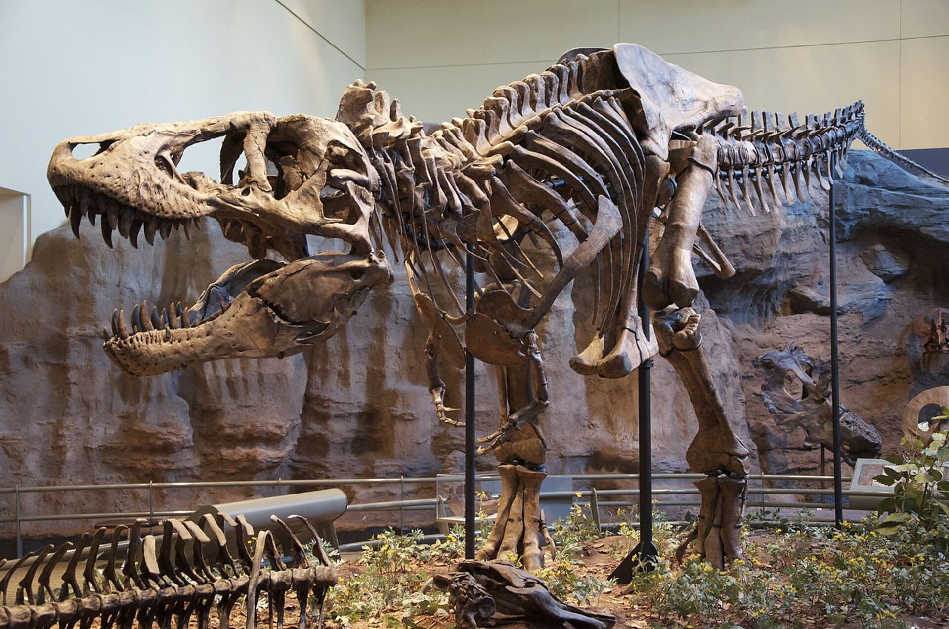 Скелет Тиранозавра в музее естественной истории Карнеги - ИноСМИ, 1920, 29.08.2021
