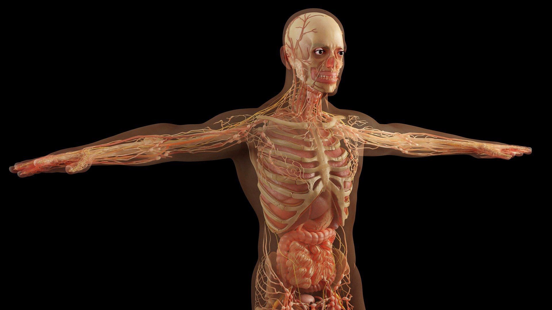Строение органов человека - ИноСМИ, 1920, 01.04.2022
