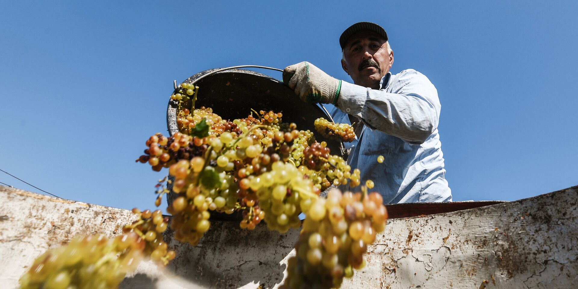 Сбор урожая винограда в Крыму - ИноСМИ, 1920, 30.10.2021