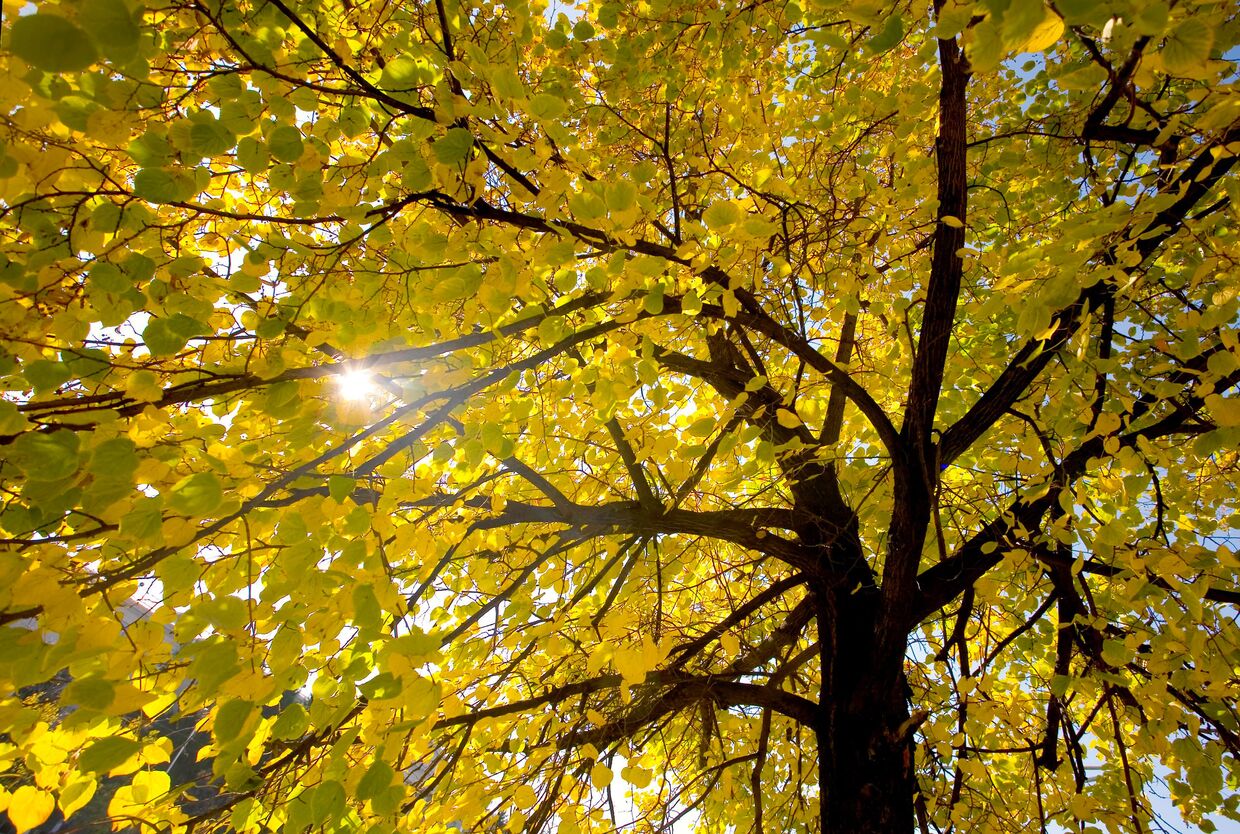 Солнце, пробивающееся сквозь осеннюю листву