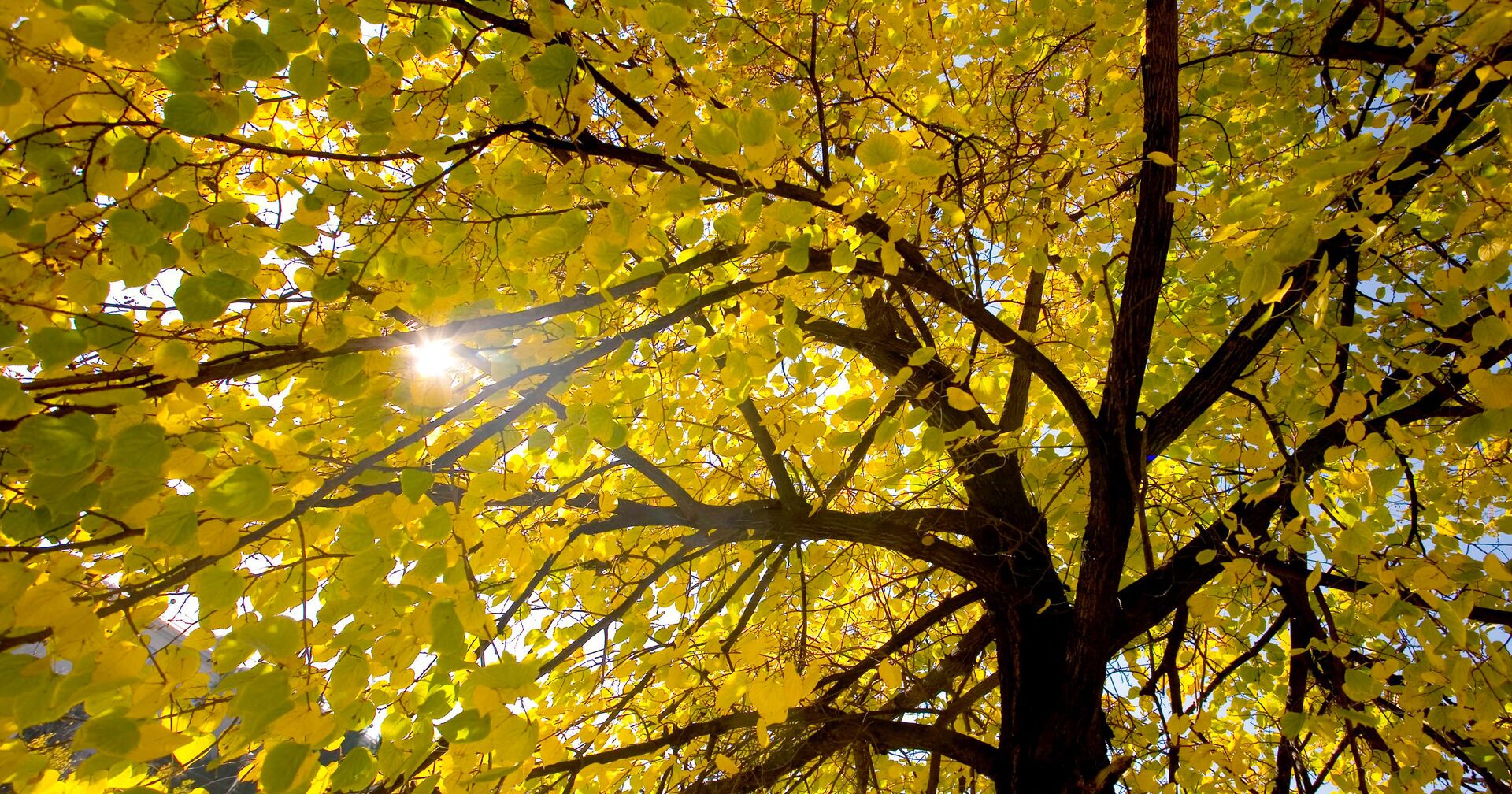 Солнце, пробивающееся сквозь осеннюю листву - ИноСМИ, 1920, 11.11.2021