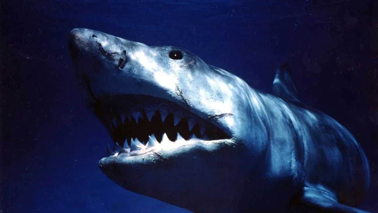 Кадр из фильма «Челюсти»