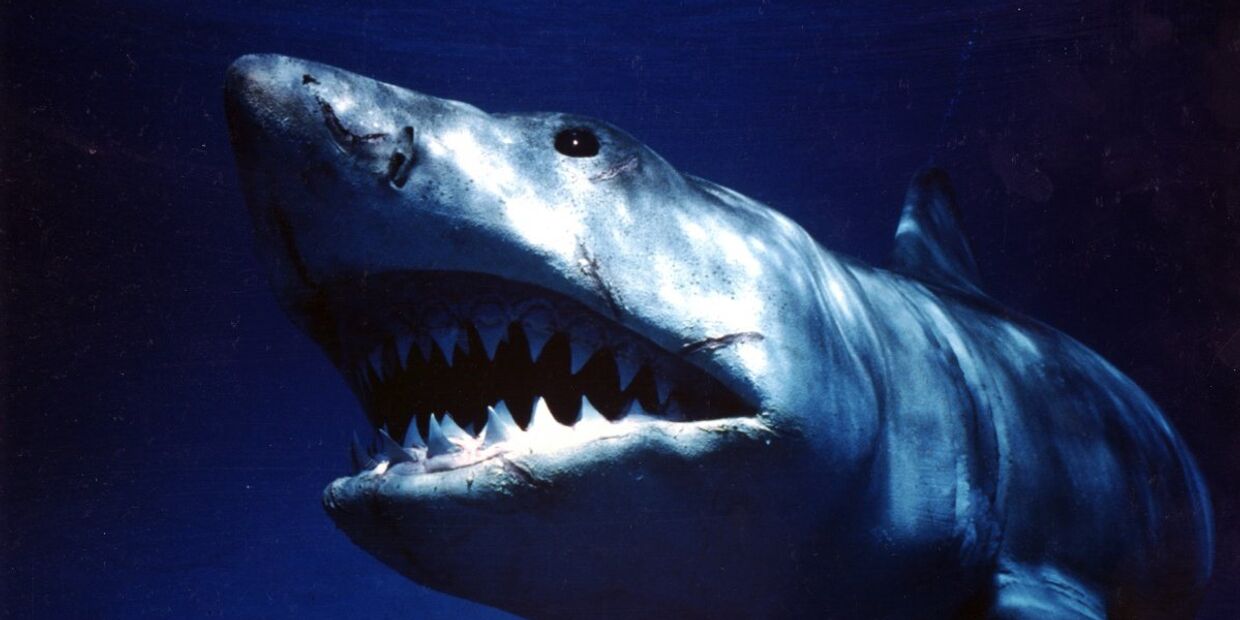 Кадр из фильма «Челюсти»