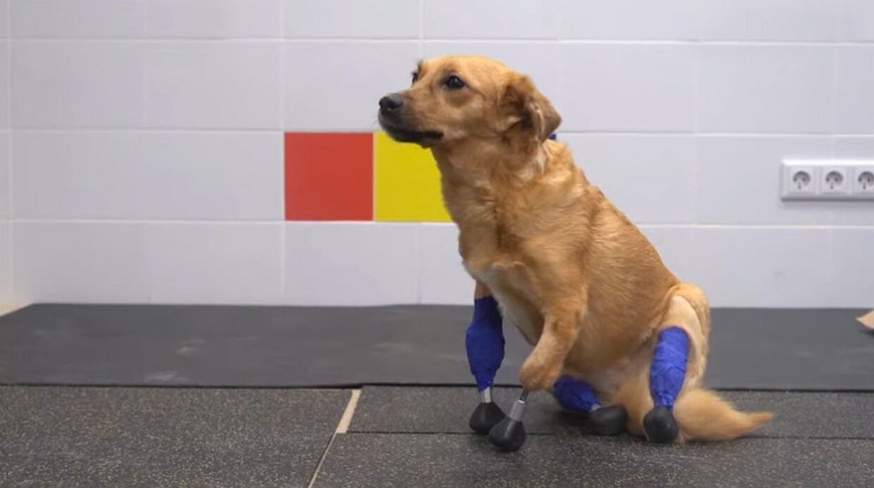 В России собака получила четыре протеза и возможность снова ходить