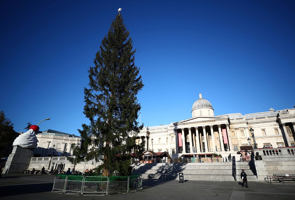 Рождественская елка на Трафальгарской площади в Лондоне, Великобритания